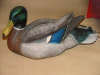 Michel Giroux - mallard male