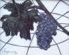 Gaëtan D'Arcy - Vigne