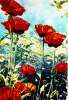 Hélène Pronovost - Coquelicots