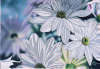 Suzanne Richer - Rispondemi Ormai