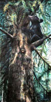 Agnes Jorgensen - Out on a limb