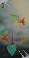 Suzanne Richer - Impatiens Capensis