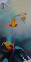 Suzanne Richer - Cape Touch-Me-Not