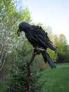 Michel Giroux - Le corbeau