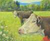 Michel Normandeau - vaches hereford d'Arundel 