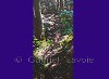 Gabriel Lavoie - L'esprit de la forêt