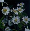 Suzanne Richer - 