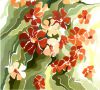 Oprina-Felicia Dolea - CAPRICE  D'UN  JARDIN
