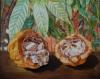 Suzanne Bélair - Capsule de cacao au soleil