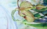 Micheline Caillé - Orchidée Phragmipedium Grande ±1 Chausson de miel