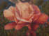Chantal Ouellet - Flora de Mare