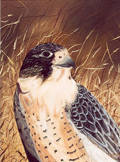 cliquez sur la photo pour avoir les détails de l'oeuvre