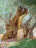 Olivier Denis - Les vieux arbres de Gethsémané