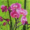 Ginette Ash - Orchidées à saveur exotique