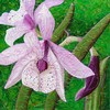 Ginette Ash - Orchidées de rêve