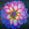 Ginette Ash - Dahlia multicolore