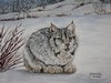 Danièle  Lavoie - lynx dans la neige