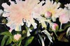 Louise Moreau - Transparence rose au jardin