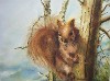  Danyelle Bérubé - L'écureuil roux