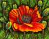 Ginette Ash - Fleur de pavot 1