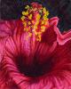 Ginette Ash - Hibiscus rouge flamboyant