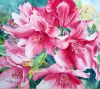 Micheline Caillé - Fleurs de rhododendrons