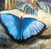 Micheline Caillé - Le papillon bleu au repos