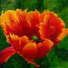 Ginette Ash - La tulipe tachetée